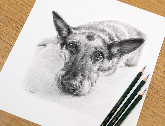 Detailed pencil drawing of Kegan the Labrador, capturing her gentle expression