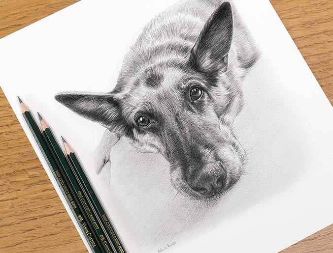 Realistic pet portrait of Black Labrador Kegan, hand-drawn in pencil