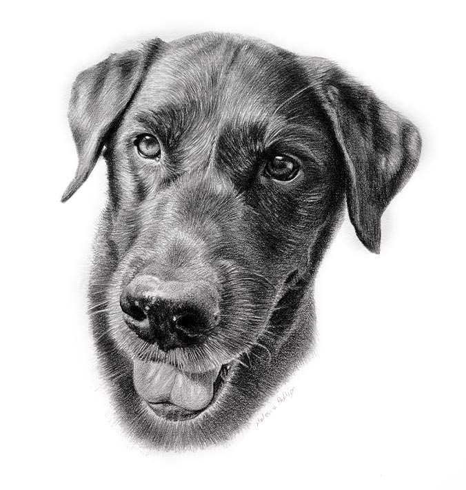 Pencil portrait of Beano the dog, hand-drawn by UK artist Melanie Phillips