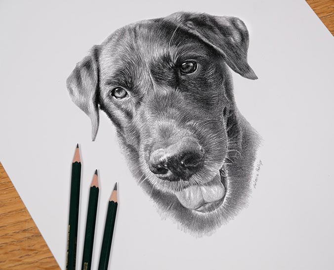 Framed pencil portrait of Beano, proudly displayed as a cherished keepsake