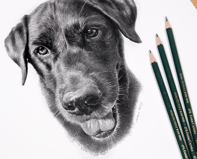 Realistic dog drawing of Beano, a custom hand-drawn pencil portrait