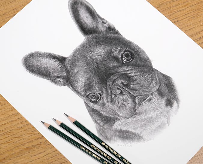 Pencil portrait of Leon the French Bulldog, drawn by Melanie Phillips