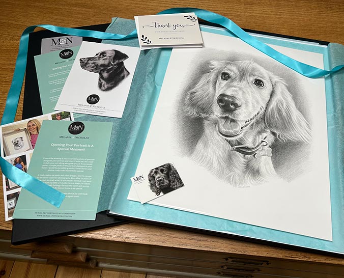 Hand-drawn portrait of Obi the golden Cocker Spaniel, commissioned as a pencil pet portrait