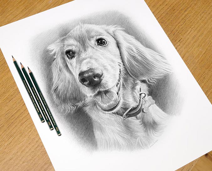 Cocker Spaniel pencil portrait of Obi, hand-drawn in graphite by UK pet artist Melanie Phillips