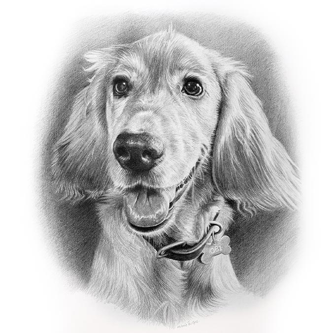 Detailed pencil drawing of golden Cocker Spaniel Obi, created as a custom dog portrait
