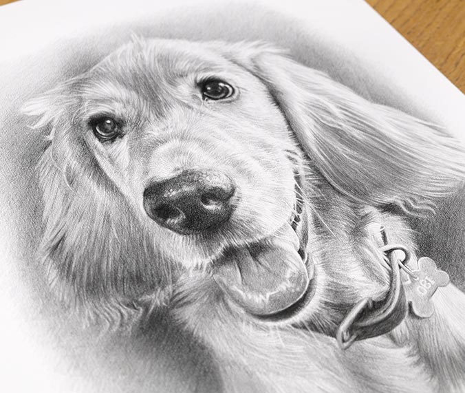 Cocker Spaniel Obi captured in a realistic pencil portrait by Melanie Phillips