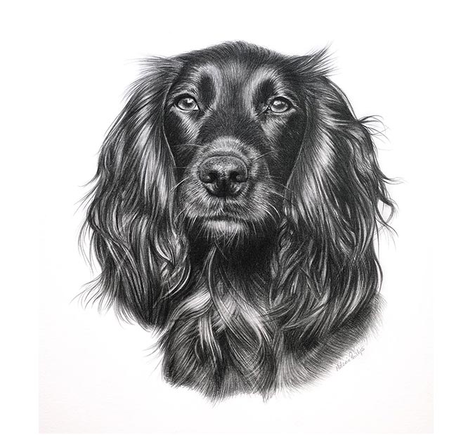 Pencil portrait of Cocker Spaniel Widgeon, drawn by UK pet artist Melanie Phillips
