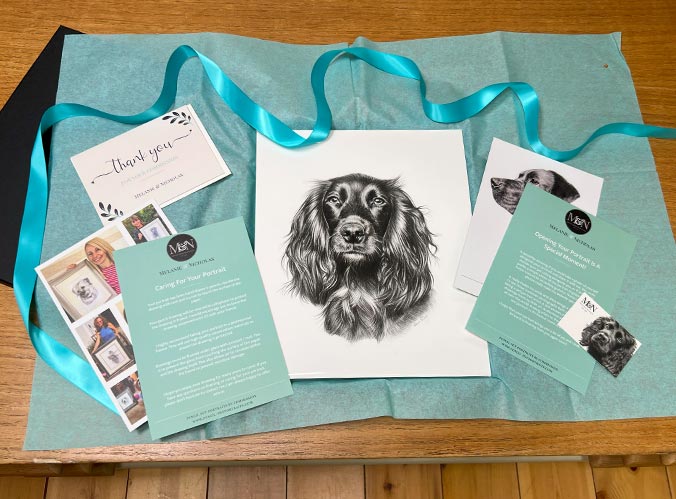 Detailed graphite drawing of Widgeon the Cocker Spaniel, hand-drawn by Melanie Phillips