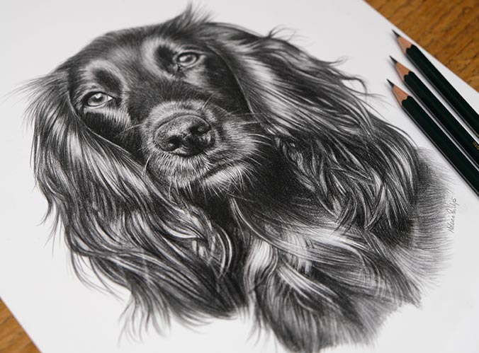 Cocker Spaniel Widgeon captured in a realistic pencil portrait by UK artist Melanie Phillips