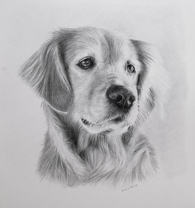 Detailed pencil pet portrait of Sam the Golden Retriever, hand-drawn from a favourite photo
