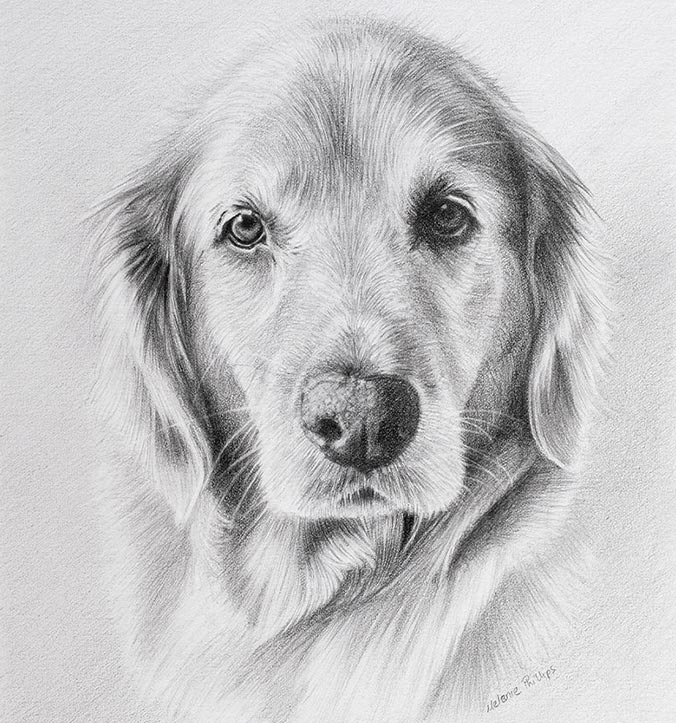 Custom pencil drawing of Sam, a much-loved Golden Retriever, created as a surprise gift